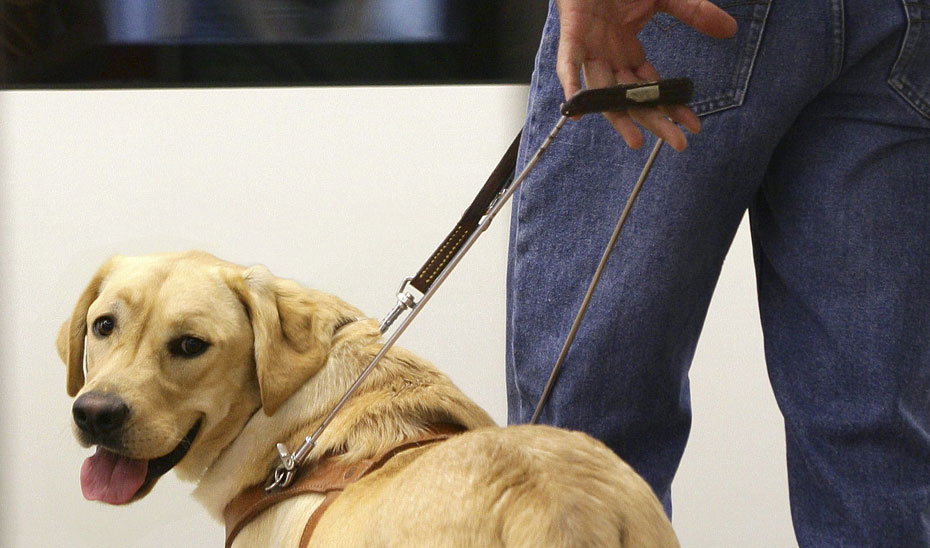 Imagen del artículo Aprobado el decreto que regula el reconocimiento y registro de perros de asistencia en Andalucía